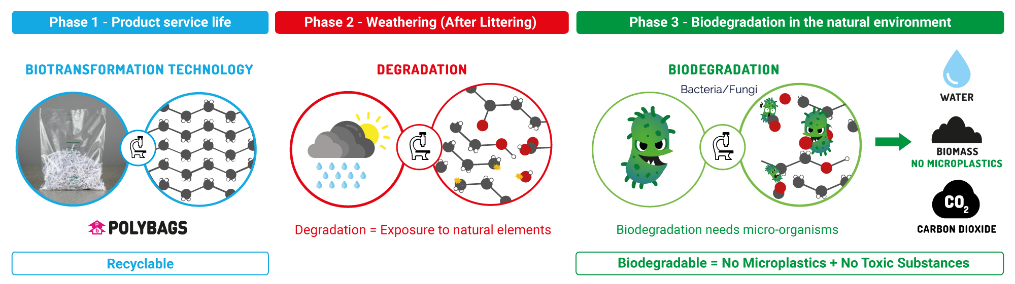 Three stage biotransformation diagram