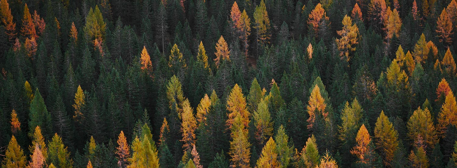 An aerial view of a forest